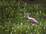 Day02 - 41 * Roseate Spoonbill